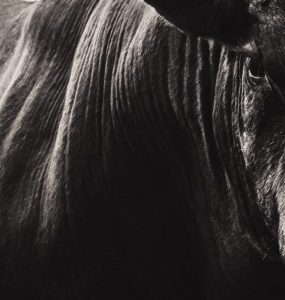 bitcoin bull