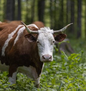 bitcoin bulls out of the woods